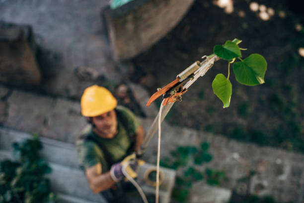 How Our Tree Care Process Works  in Lindenwold, NJ